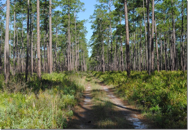 Florida Trail - Osceola National Forest Florida Trail - Osceola National Forest