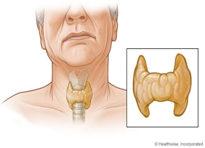 قصور الغدة الدرقية Thyriud_thumb%25255B4%25255D