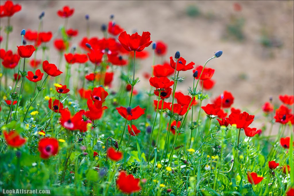  ()   -     LookAtIsrael.com -     | Red South festival of anemones in Negev | דרום אדום - קלניות בבארי