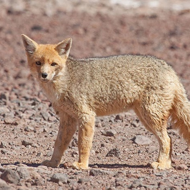 La volpe delle Ande è un predatore opportunista che cattura una vasta gamma di prede.