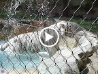 A white tiger at the MGM Mirage.