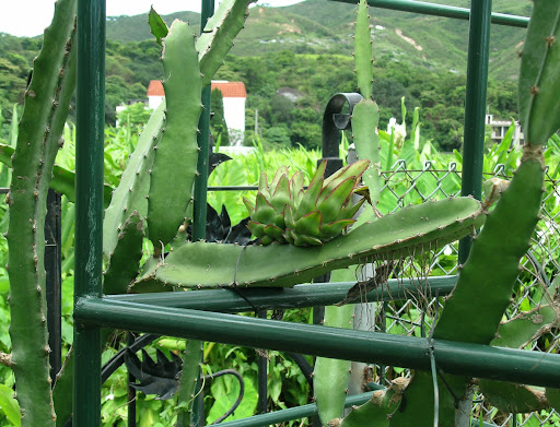 Dragon+fruit+plant+care