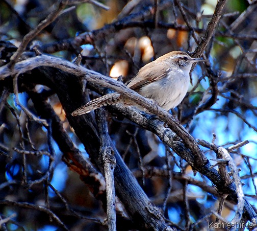 8. bewicks wren-kab