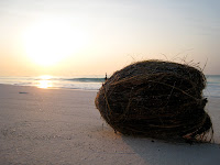 Coconut at sunrise