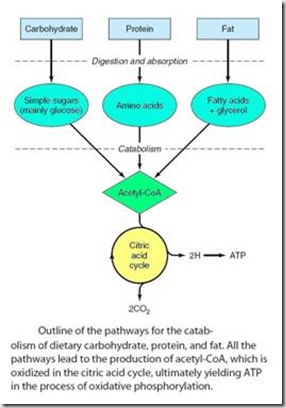 Intermediary Metabolism (Basic Notes) Intermediary metabolism