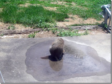 Woodchuck06-24-13a