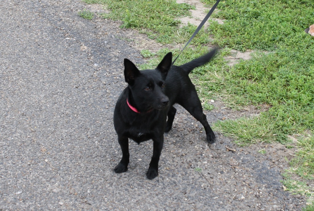 [dogs%2520and%2520such%2520017%255B4%255D.jpg]