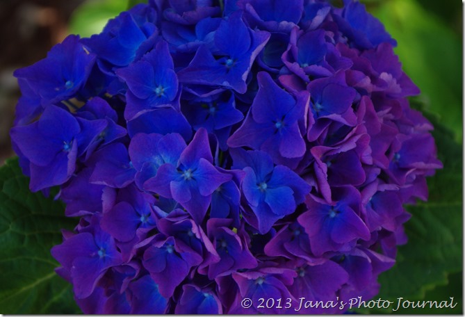 Purple Hydrangea Purple Hydrangea