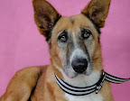 TANQUE
NO ADOPTABLE