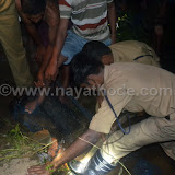 crocodile at nayathode 22.JPG