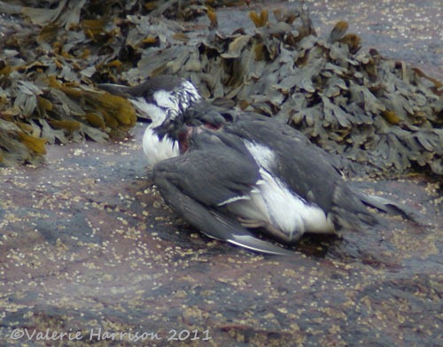 [12%2520Injured-Guillimot-Dunbar%255B2%255D.jpg]