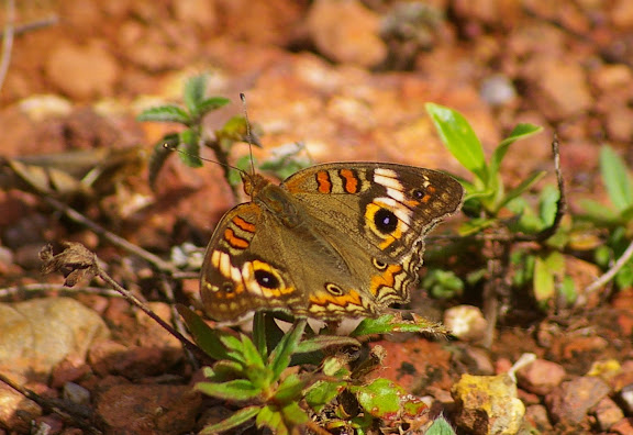 Junonia evarete evarete CRAMER, 1779. Camp Caïman, Montagne de Kaw (Guyane), 13 novembre 2011. Photo : J.-M. Gayman