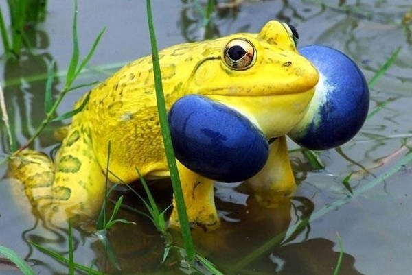1- Sapo boi indiano 1- Sapo boi indiano