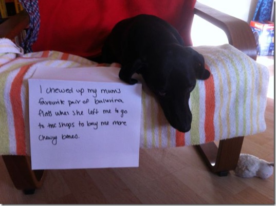 dog-shaming-bad-4