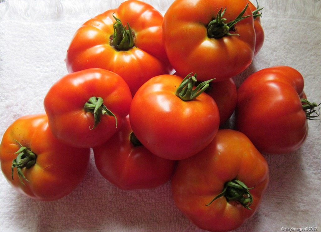 [tomatoes%2520fresh%2520picked0711%255B3%255D.jpg]