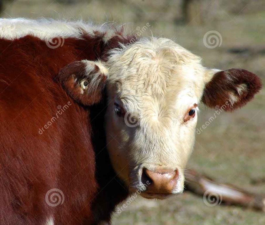 [cow-reference4.jpg]