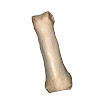 phalanx_proximal_4th_left.jpg