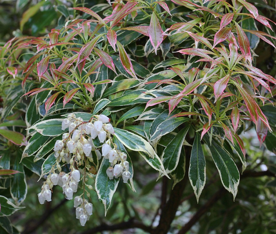 [120317_Capitol_Park_variegated-pieri%255B1%255D.jpg]