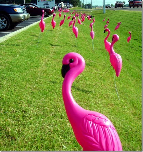 flamingosonstadium