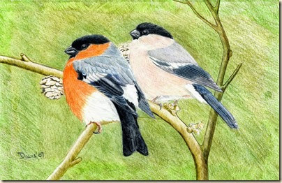 Bullfinch349-001 Bullfinch349-001