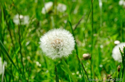 DSC_2989_web DSC_2989_web