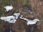 california_sequoia