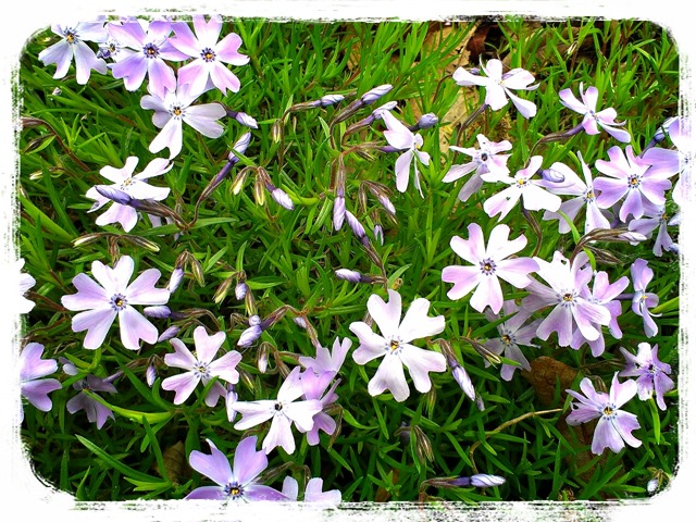 [LINEcamera_share_2013-05-19-19-08-32%255B4%255D.jpg]