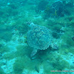 Hawksbill_turtle (1).jpg