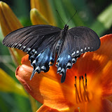 Lily Redux Two 2011