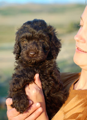 Joey a chocolate male Doodle