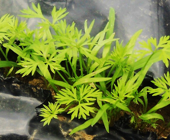 [garden6%255B3%255D.jpg]