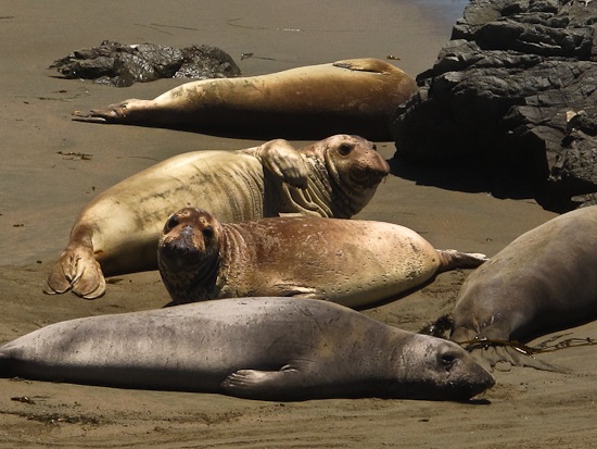 Point Piedras Blancas Elephant Seal Colony