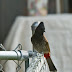 Img_1075