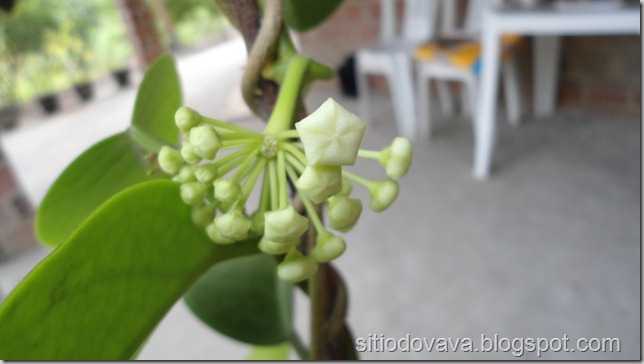 Hoya carnosa