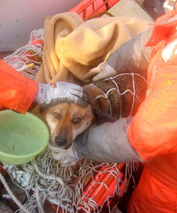 [Japan%2520Coast%2520Guard%2520members%2520work%2520to%2520rescue%2520the%2520dog%2520after%2520its%2520three%2520week%2520ordeal.%255B4%255D.jpg]