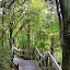 Walking Along The Boardwalk To The Summit On Rangitoto - Auckland, New Zealand