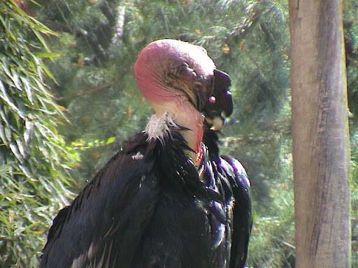 aves chilenas condor