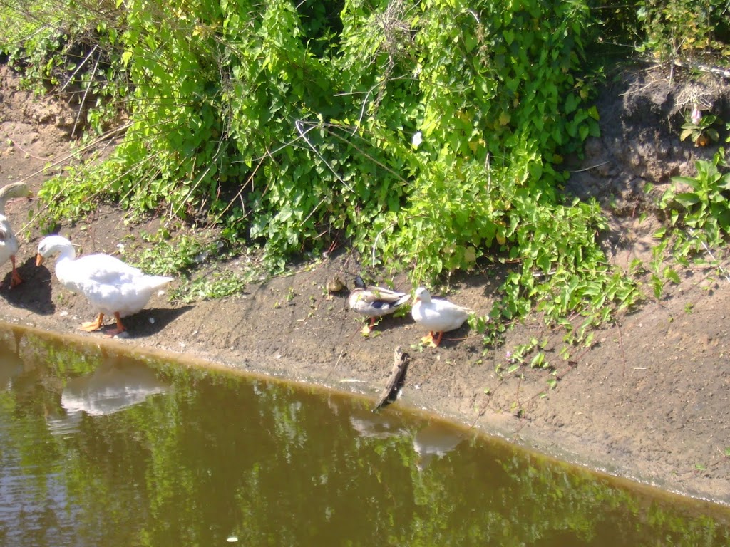 OTT 2010 NK + vogel 2010 188.jpg