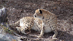 denver_zoo