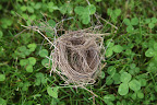 Why, it's a bird's nest!  I wonder if it fell out of the tree by accident or if it was sabotage?