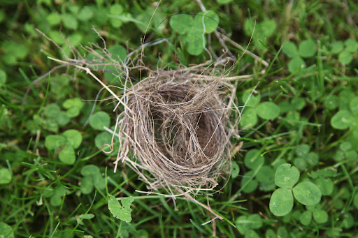 Why, it's a bird's nest!  I wonder if it fell out of the tree by accident or if it was sabotage?