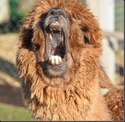 Garnet yawning Feb 2011 Garnet yawning Feb 2011