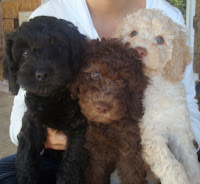 labradoodles
black, chocolate and cream coats