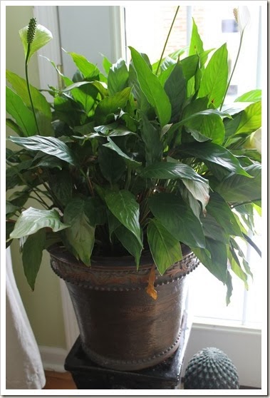 2014-01-10 peace lily 040