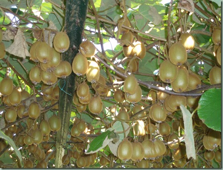 Kiwis II