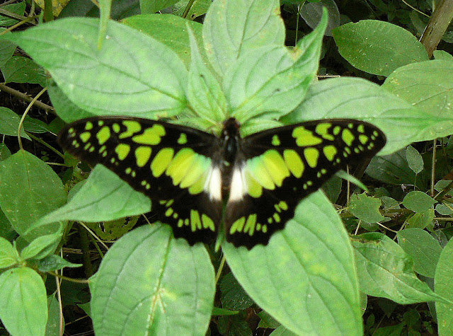 Graphium tynderaeus (FABRICIUS, 1793). Ebogo (Cameroun), 27 avril 2013. Photo : C. Renoton