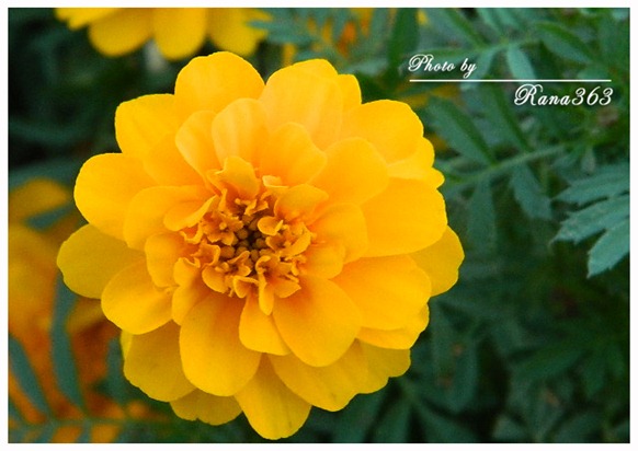 DSCN1229