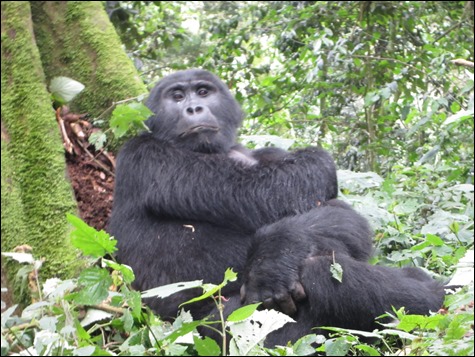 Mountain Gorilla Resting in Bwindi Impenetrable National Park