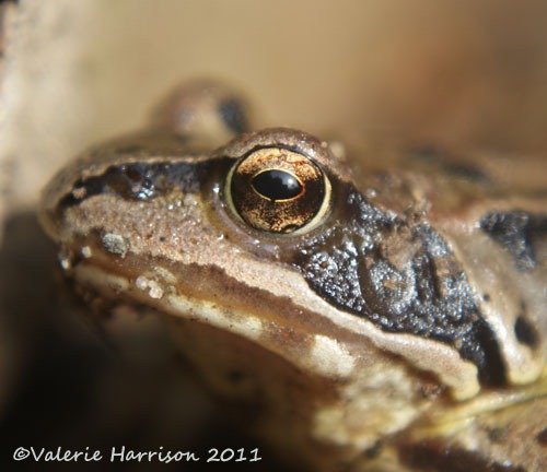 [9%2520frog-eye%255B2%255D.jpg]