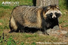 [Amazing%2520Animal%2520Pictures%2520Racoon%2520Dog%2520%252810%2529%255B3%255D.jpg]